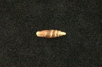 藏品(似謝氏煙管蝸牛)的圖片